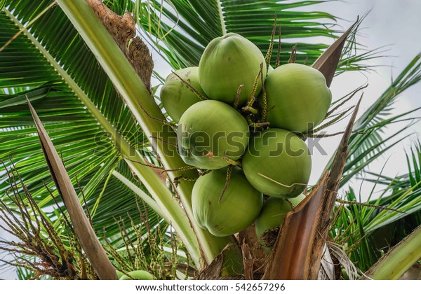 Coconuts Growing On Coconut Tree Stock Photo (Edit Now) 542657296