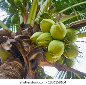 Coconuts growing on a tree.