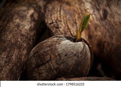 Coconuts On The Ground Are Sprouting In The Samoa Jungle.