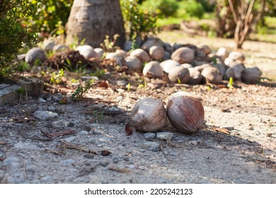 Coconuts On The Ground Under Coconut Tree. 