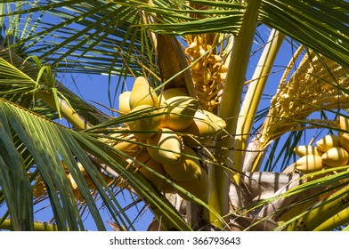 Coconuts on the palm.