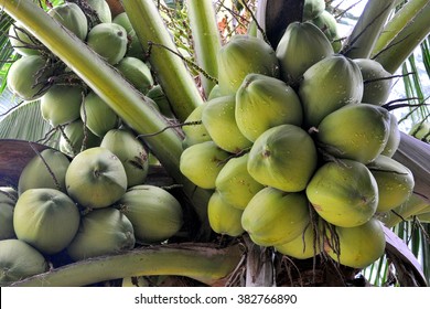 coconuts on the tree