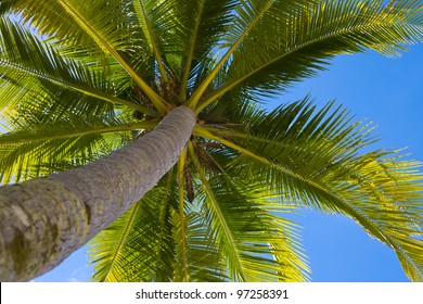 Coconuts palm tree perspective view from floor high up - Shutterstock ID 97258391