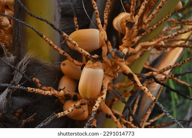 coconuts that are still small are just growing