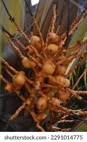 coconuts that are still small are just growing