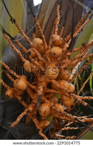 coconuts that are still small are just growing