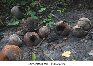 Coconuts Their Contents Consumed Lay Decaying Stock Photo 1131666290 ...