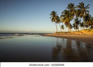 Coconuts Tree - Natal Brazil