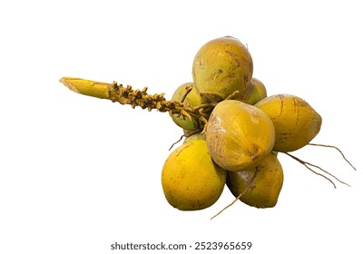 coconuts-on white background