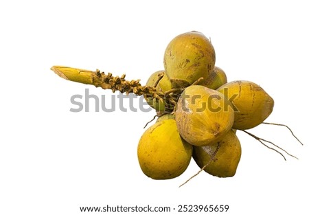 coconuts-on white background