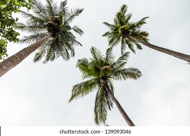 Coconut/Three coconut trees low angle.