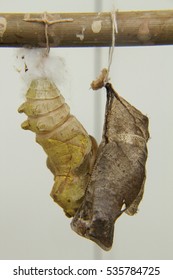 Cocoon. Buttefly Cocoon.