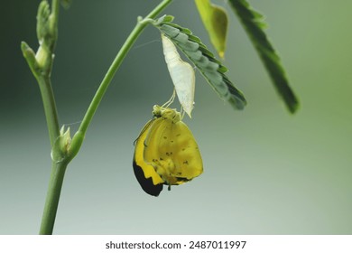 cocoon, butterfly, yellow butterfly, a yellow butterfly that has just emerged from its cocoon - Powered by Shutterstock