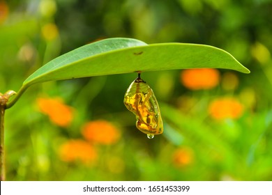 butterfly cocoons