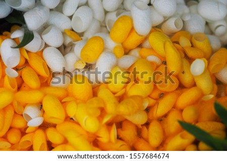 The cocoon has a round shape. There are both white and yellow depending on the species of the cocoon. The cocoon consists of Fibroin is a hard protein that the silk secretes from the glands in the hea