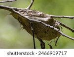 The cocoon of Hyalophora cecropia, the cecropia moth, is North America