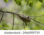 The cocoon of Hyalophora cecropia, the cecropia moth, is North America