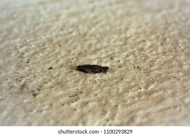 A Cocoon Of Microlepidoptera On The Ground