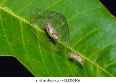 Cocoon Of Moth On The Leaf.