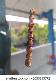 cocoon on the wall