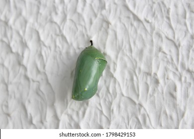 cocoon wall shutterstock these