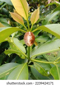 cocoons attached to tree trunks