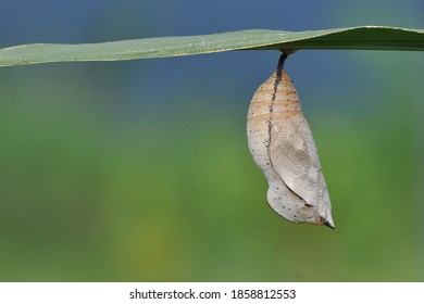 butterfly cocoons