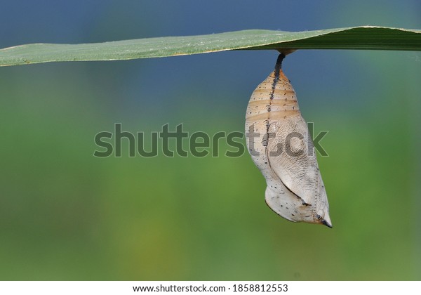 cocoons hanging\
on the leaves - butterfly\
cocoons