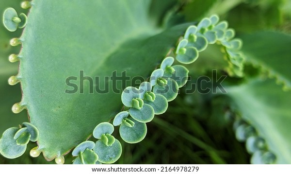 cocor duck ornamental plant\
leaves