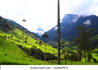 Cocora Valley Salento Colombia