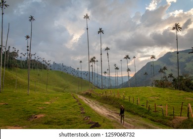 Cocora Valley Trail In Colombia