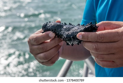 Cocos Island, Australia 21 Dec 2018: Hands Holding A Black Sea Cucumber.