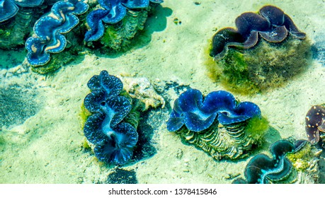 Cocos Island, Australia 21 December 2018: Giant Blue Clams In A Culture Tank.