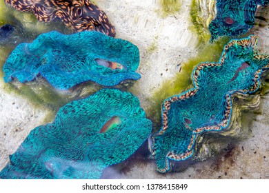 Cocos Island, Australia 21 December 2018: Giant Blue Clams In A Culture Tank.