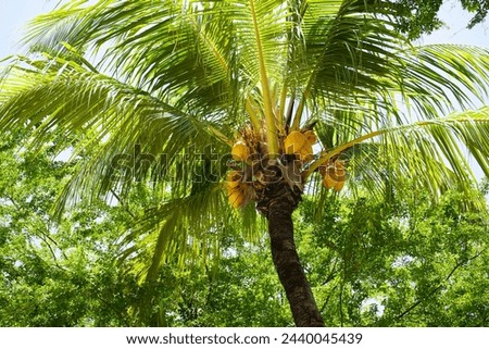 Cocos nucifera Arecaceae family,The coconut tree is one of the most versatile trees in the world — it can be transformed into building material, cosmetics or fuel, as well as serving as food. Brazil.