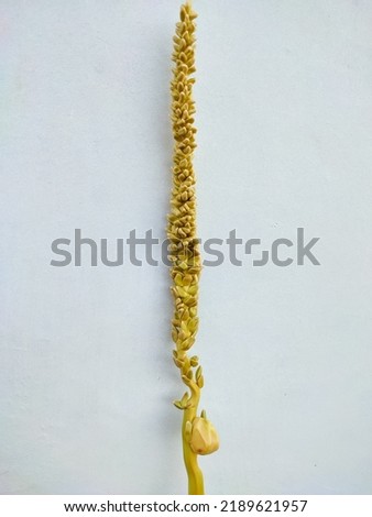 Cocos nucifera or Coconut flower on white background.