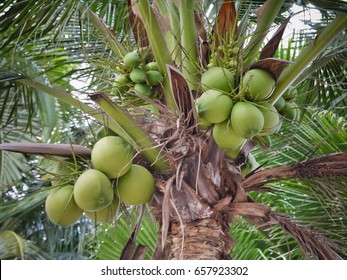 Cocos Nucifera Hd Stock Images Shutterstock