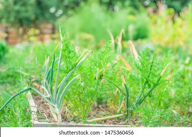 Co-cultivation of carrots and onions in the garden. Home garden.
