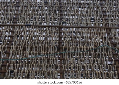 Cod drying to become klippfisk
