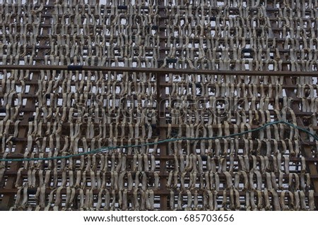 Cod drying to become klippfisk