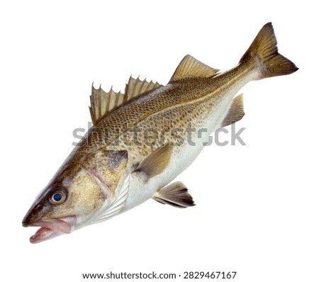Cod Fish Facing Left Natural Fin Spread High D Isolated On White Background