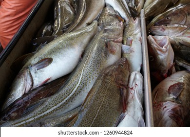 Cod Fish. Røst. Lofoten. Norway