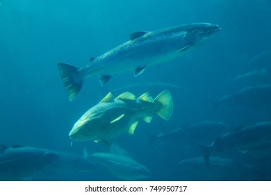 Cod Fish And Salmon In Atlantic Sea Park In Alesund, Norway