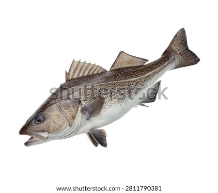 Cod Fish Side Pose with Brown Gray Spotted Body Isolated on White Background