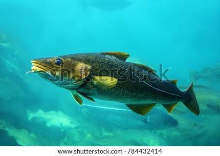 Cod fishes floating in aquarium, Norway.