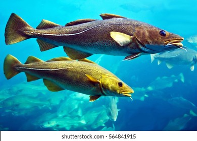 Cod Fishes Swimming Underwater, Norway.