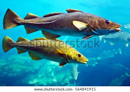 Cod fishes swimming underwater, Norway.