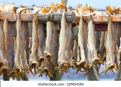 Cod Stockfish.Industrial Fishing In Norway