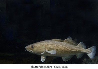 Cod Underwater