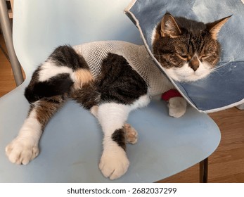 Code after surgery in a protective collar and mesh
